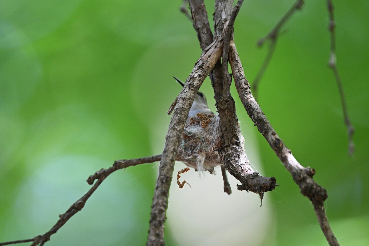 svartstrupekolibri - ML638337385