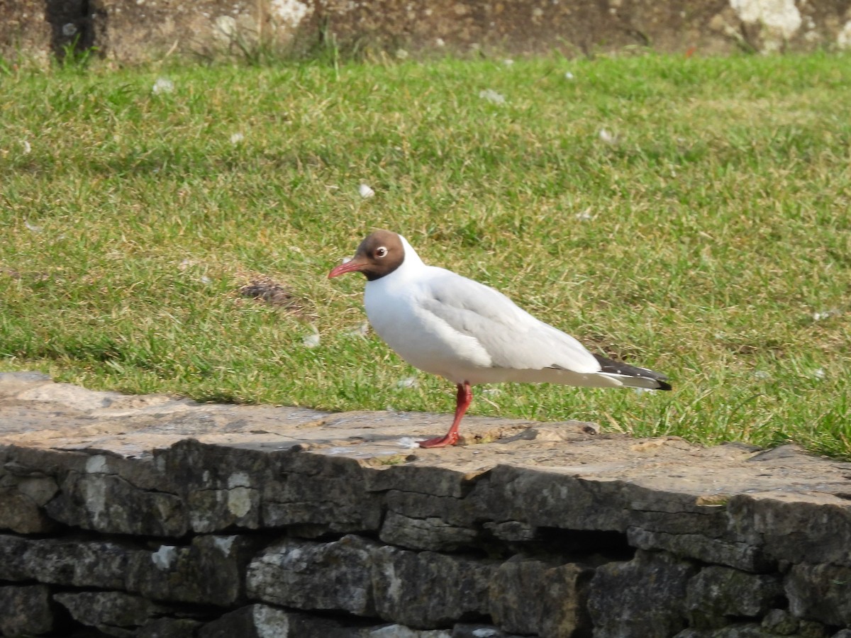 Gaviota Reidora - ML638337402