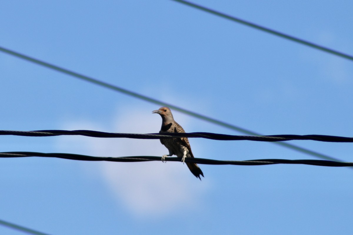 Northern Flicker (Yellow-shafted) - ML638337407