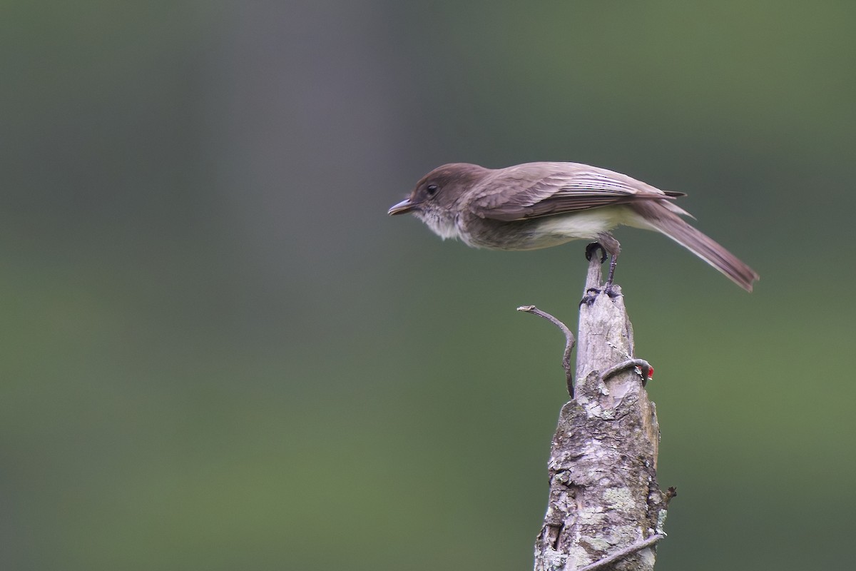 Eastern Phoebe - ML638337408