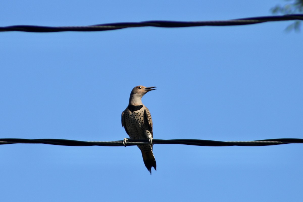 Northern Flicker (Yellow-shafted) - ML638337414