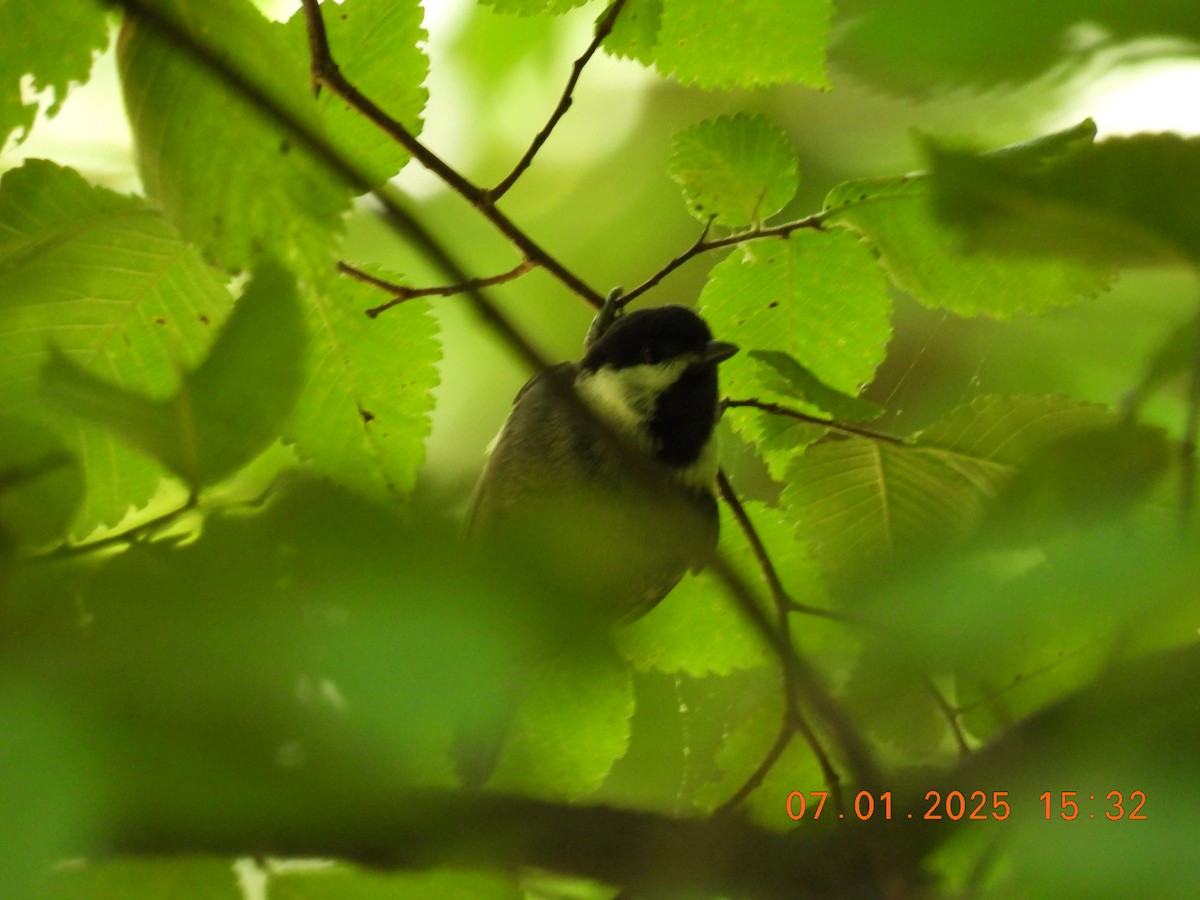 Carolina Chickadee - ML638337418