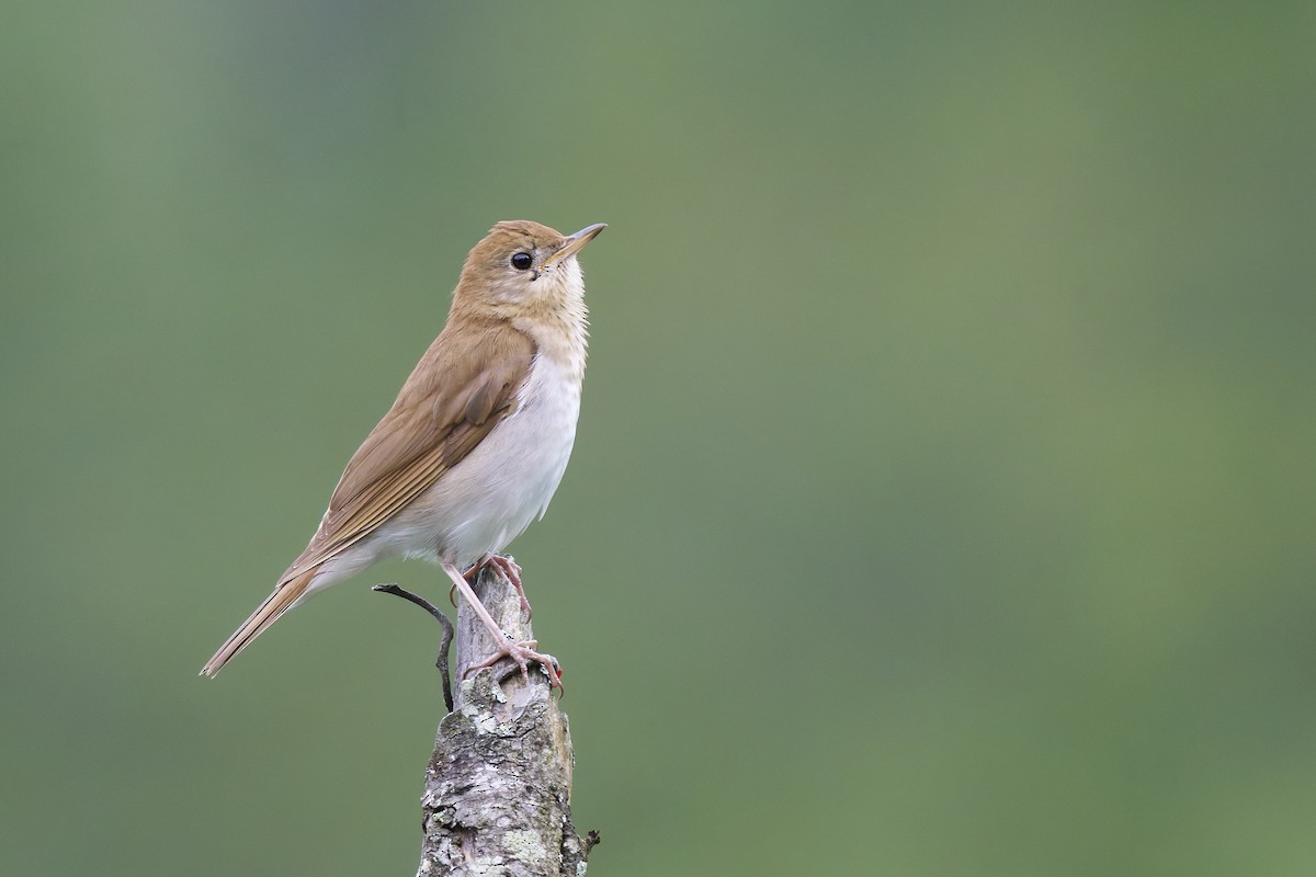 Veery - ML638337424