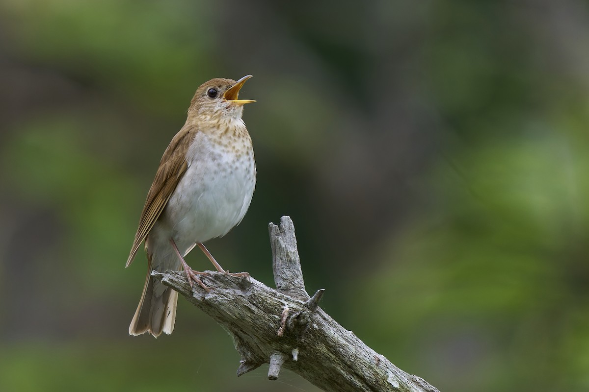 Veery - ML638337425