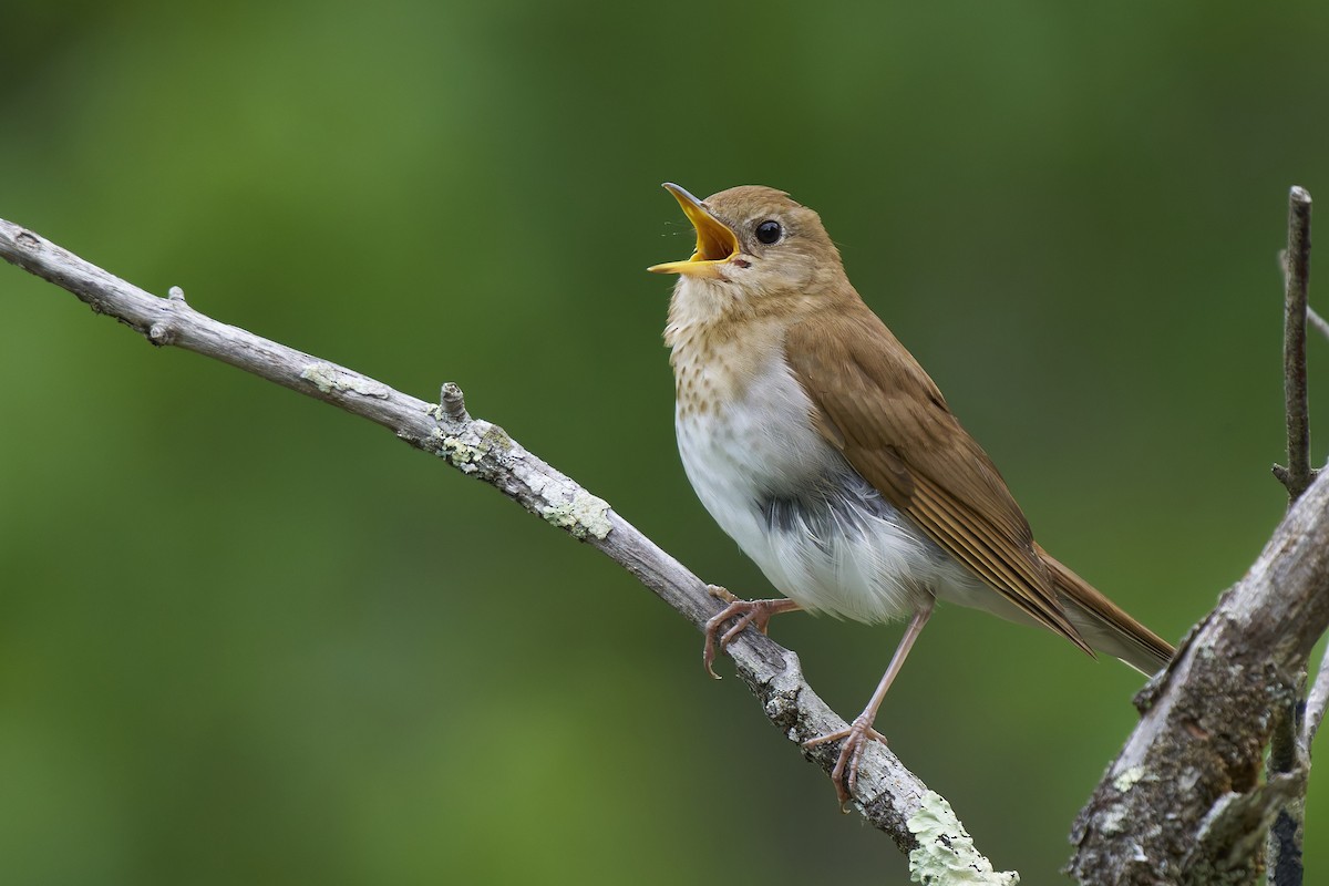 Veery - ML638337426
