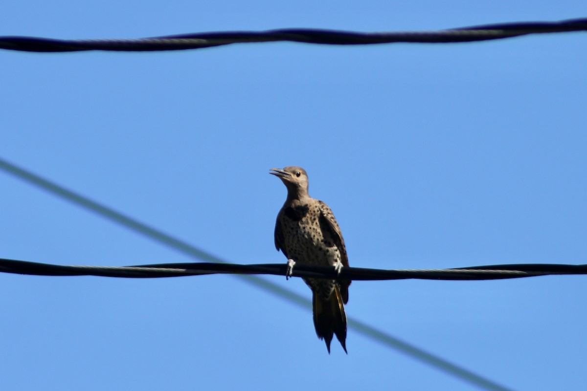 Northern Flicker (Yellow-shafted) - ML638337427