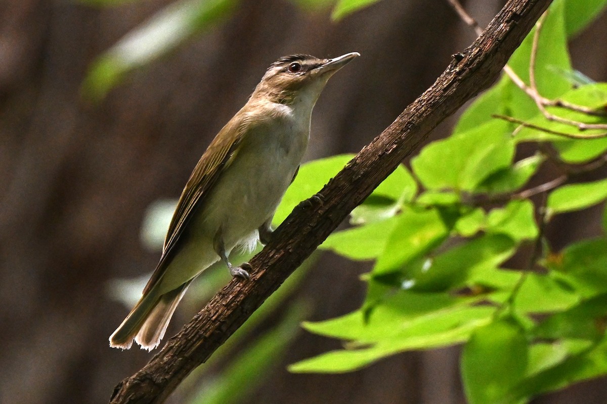 Vireo begigorria - ML638337430