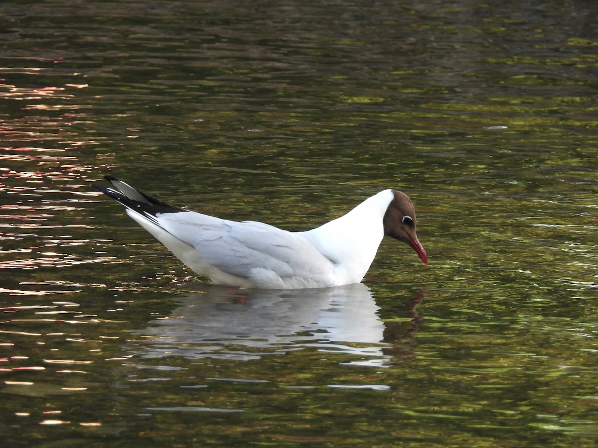 Gaviota Reidora - ML638337434