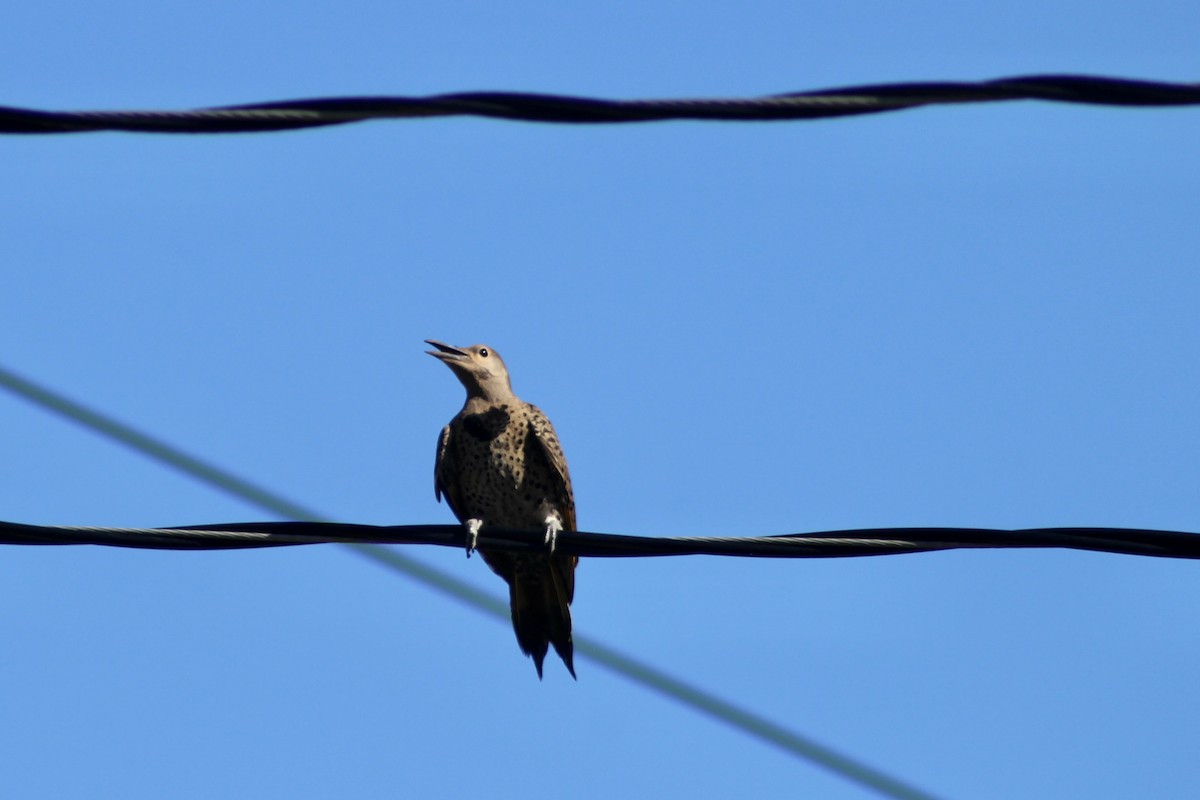 Northern Flicker (Yellow-shafted) - ML638337442