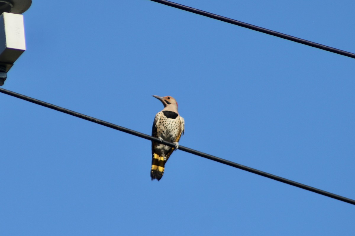 Northern Flicker (Yellow-shafted) - ML638337465
