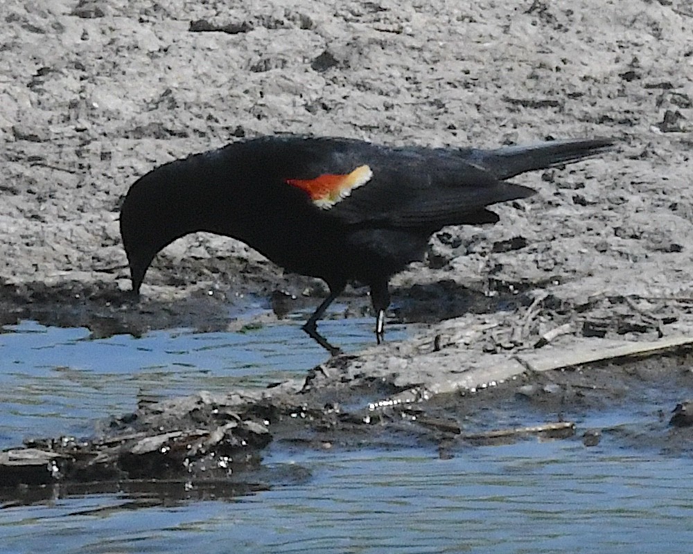 Red-winged Blackbird - ML638337469