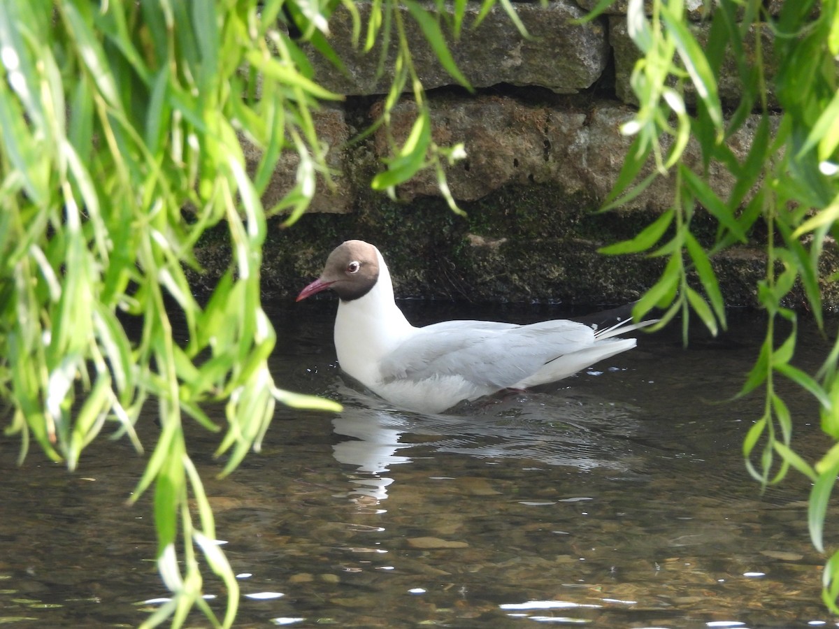Gaviota Reidora - ML638337473
