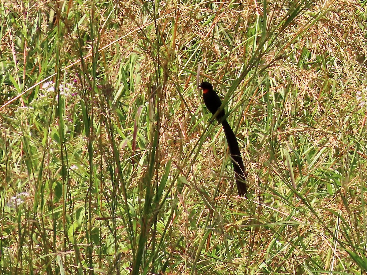 Red-collared Widowbird - ML638337478