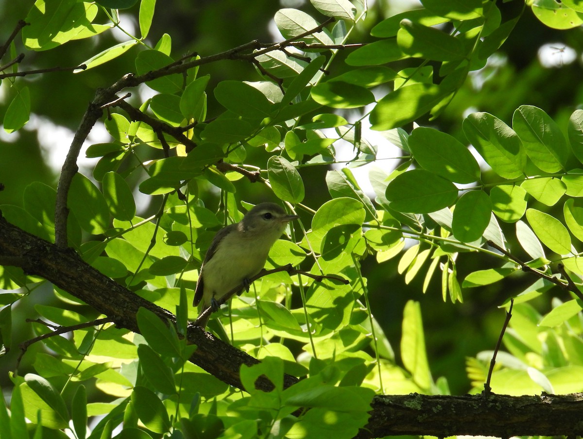 Warbling Vireo - ML638337484
