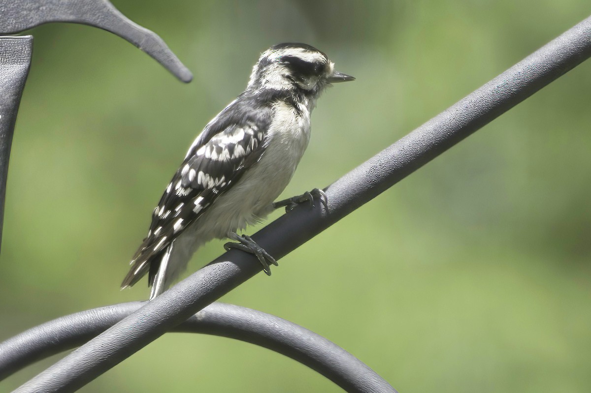 Downy Woodpecker - ML638337496