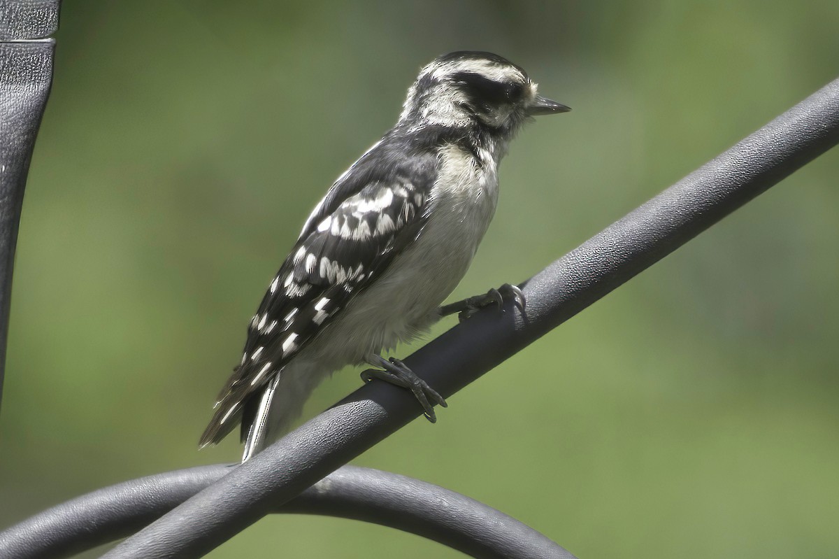 Downy Woodpecker - ML638337497
