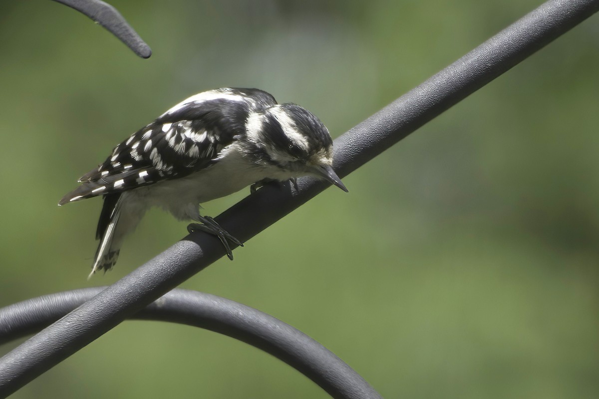 Downy Woodpecker - ML638337498