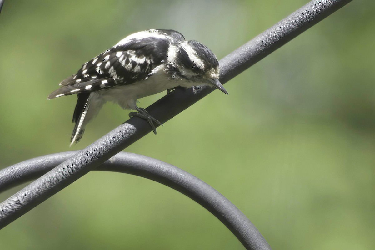 Downy Woodpecker - ML638337499