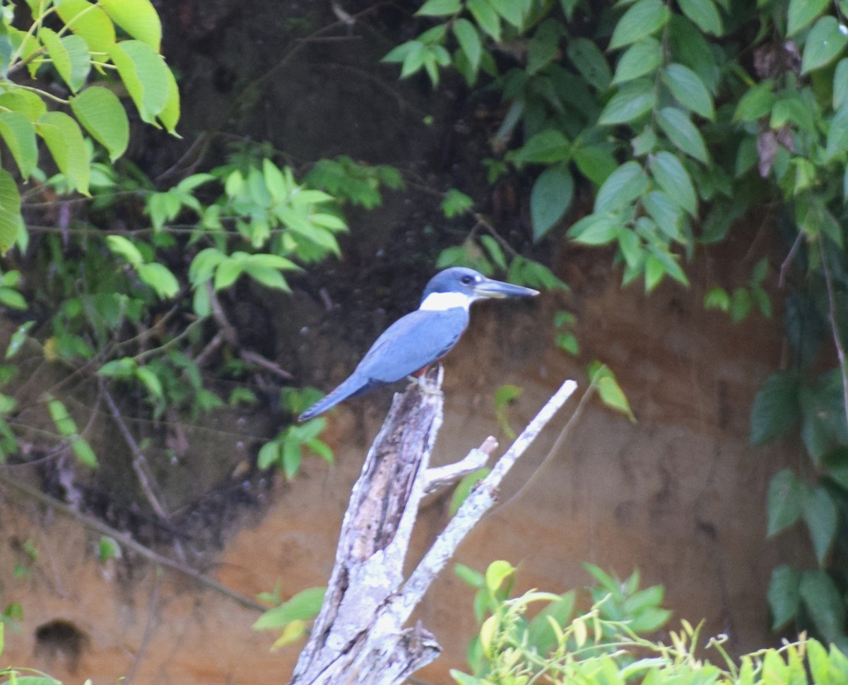 Ringed Kingfisher - ML638337512