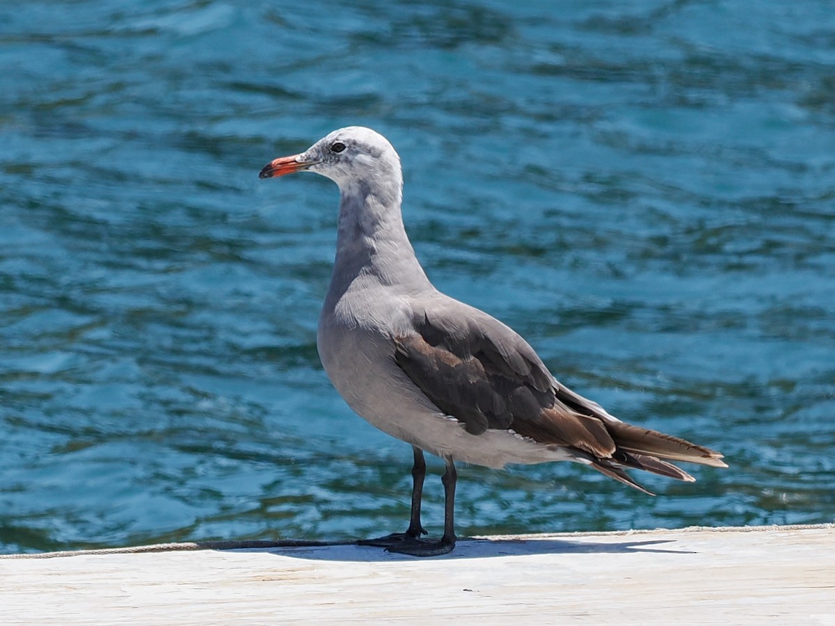 Gaviota Mexicana - ML638337550