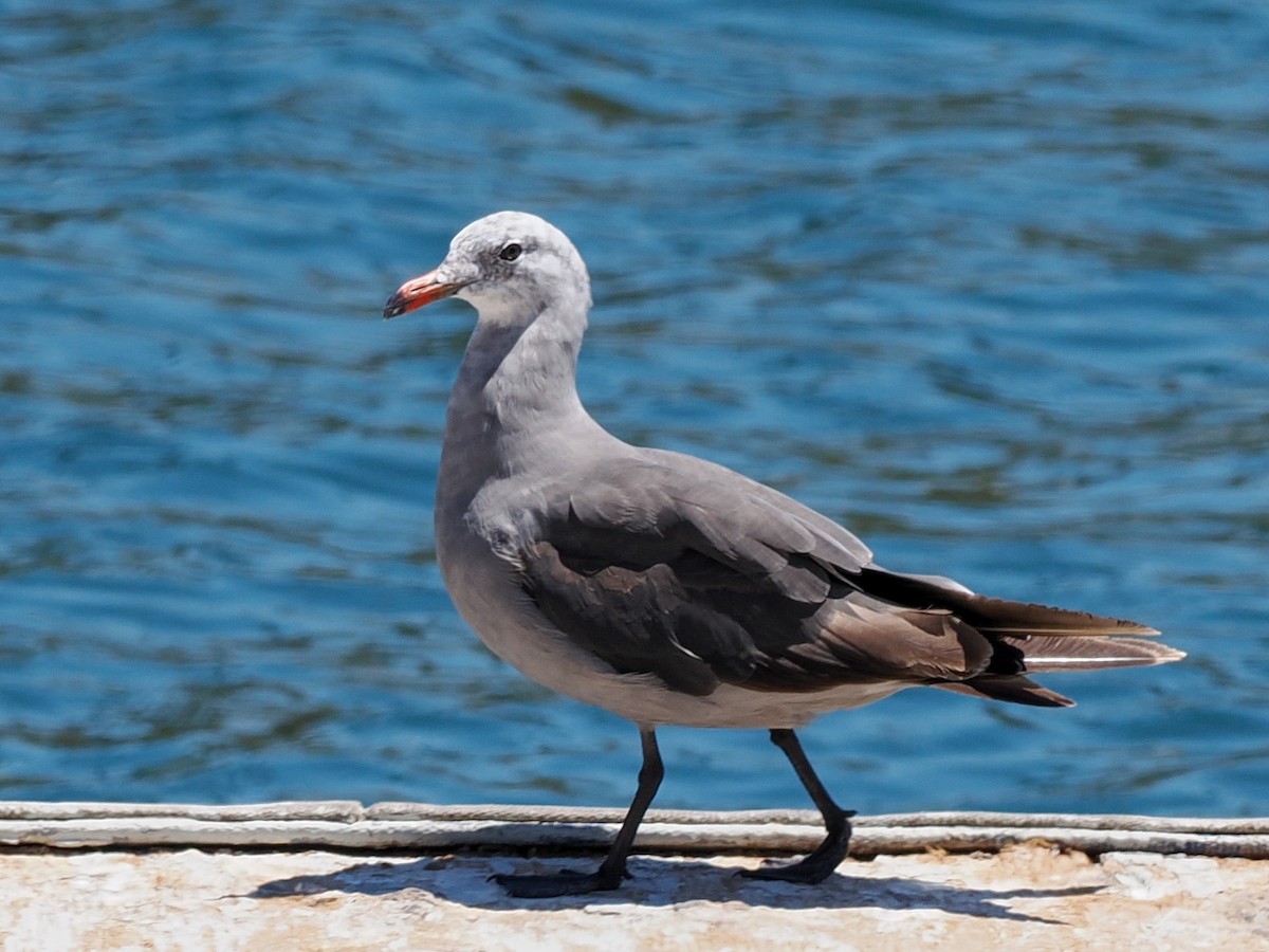 Gaviota Mexicana - ML638337551