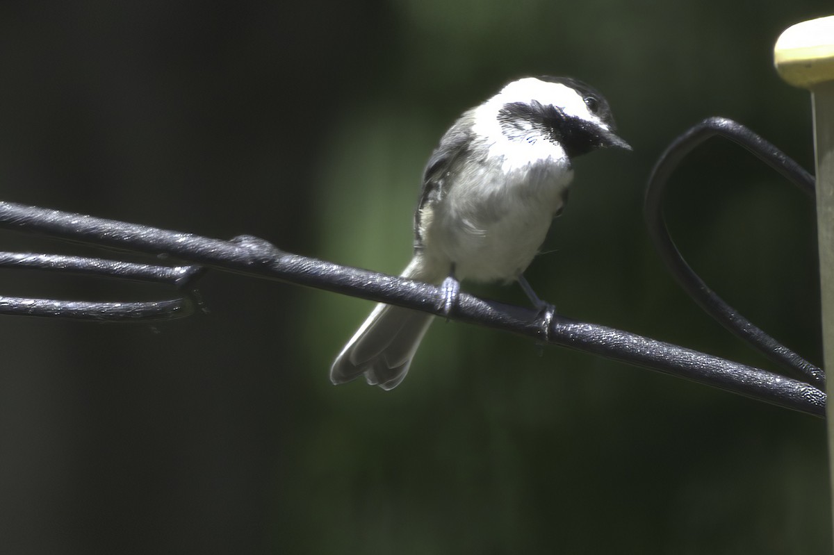 Black-capped Chickadee - ML638337554