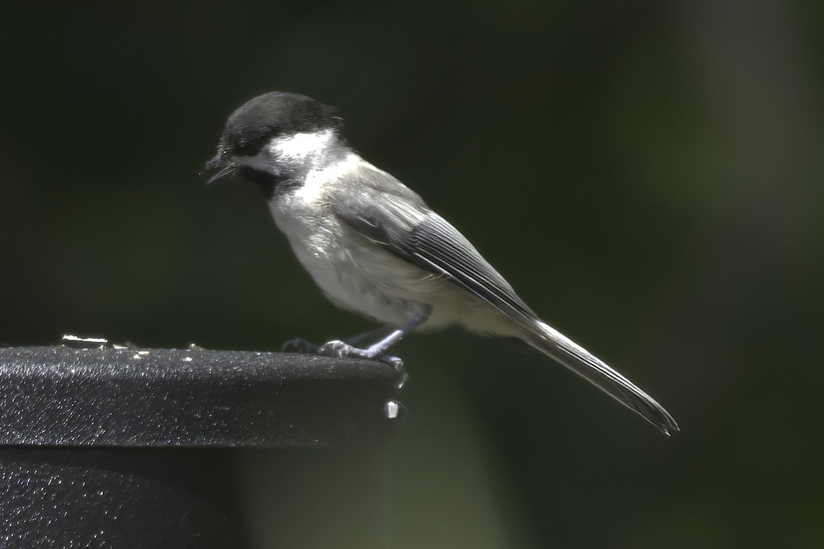 Black-capped Chickadee - ML638337555