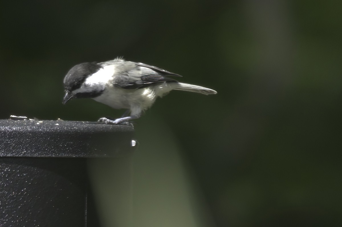 Black-capped Chickadee - ML638337556