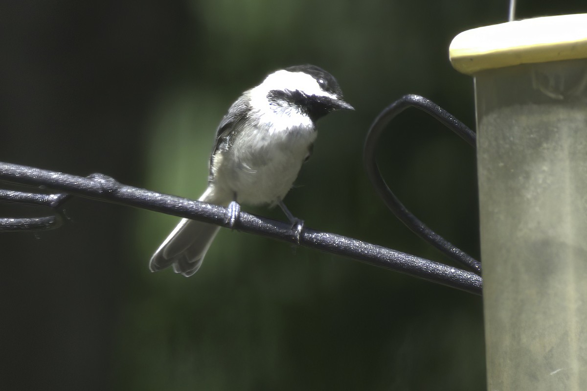 Black-capped Chickadee - ML638337557