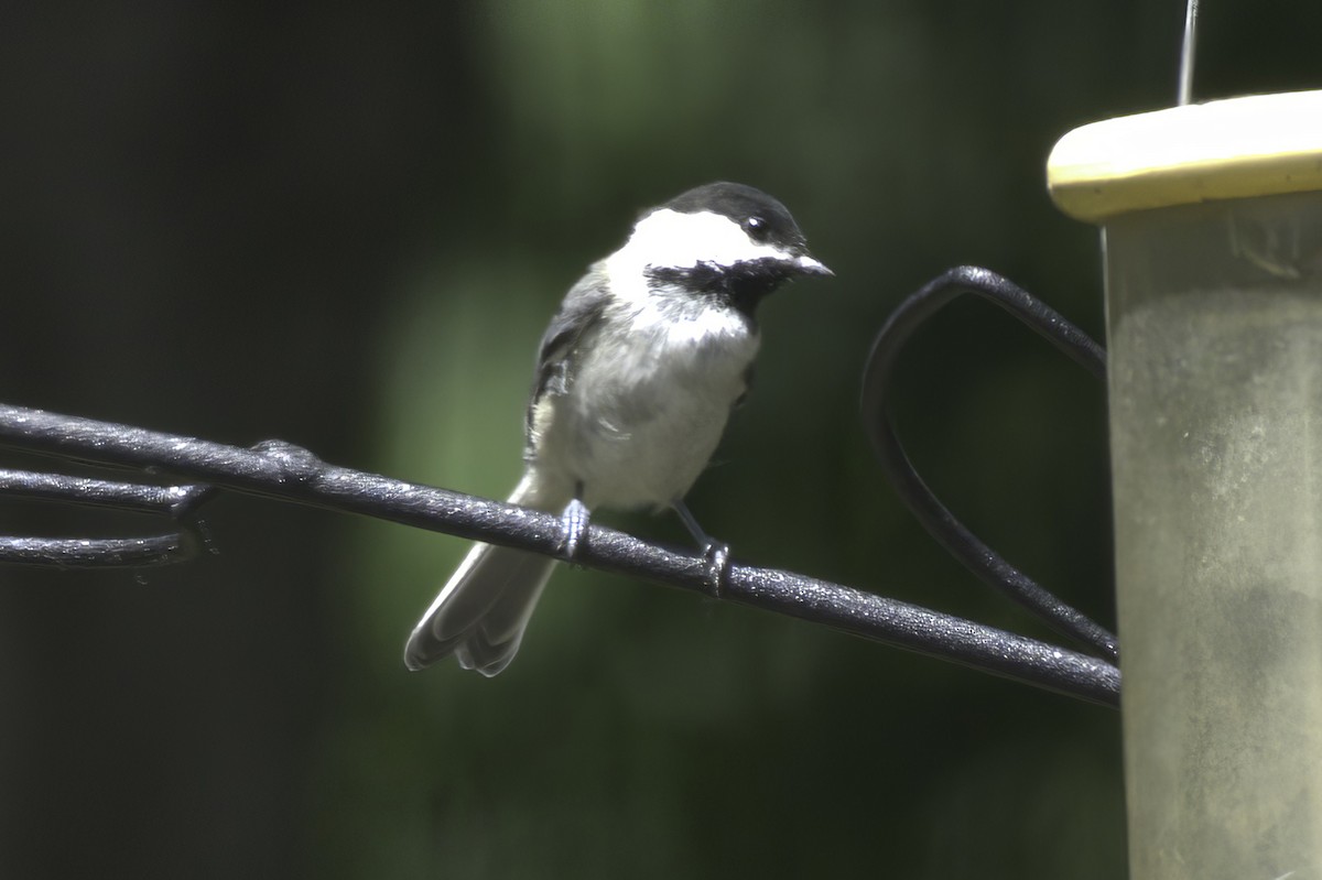 Black-capped Chickadee - ML638337558