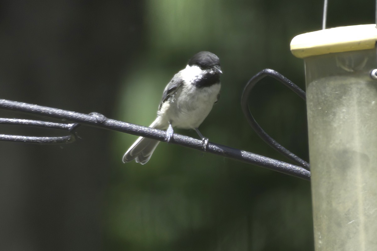 Black-capped Chickadee - ML638337561