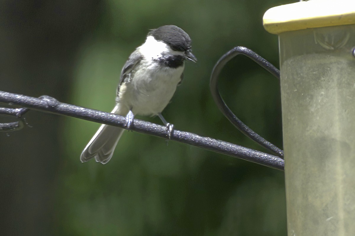 Black-capped Chickadee - ML638337563