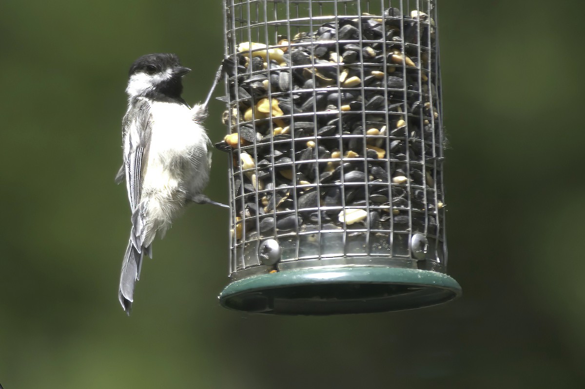 Black-capped Chickadee - ML638337564