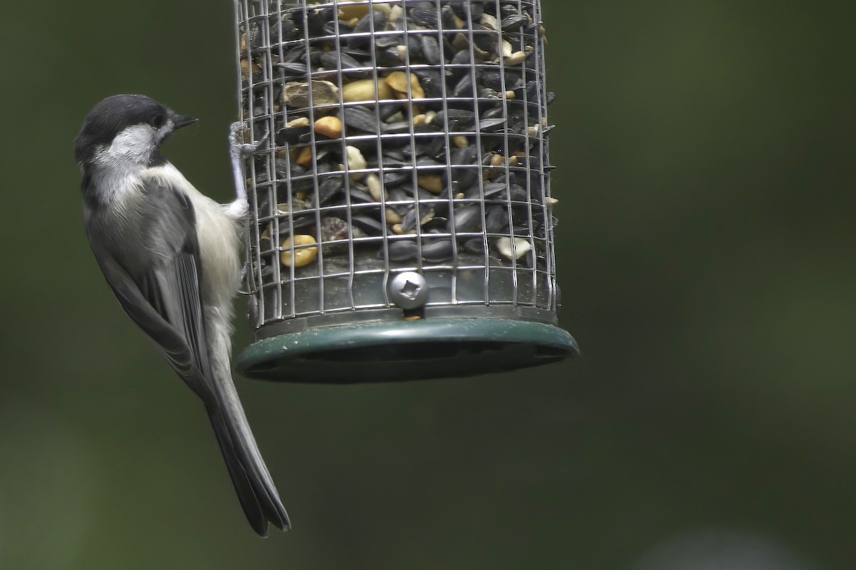 Black-capped Chickadee - ML638337565