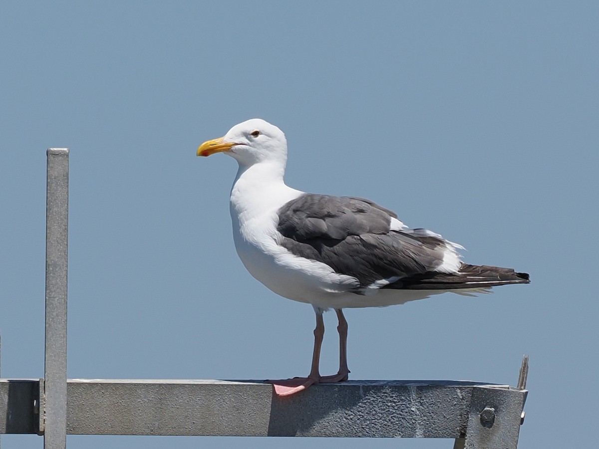 Gaviota Occidental - ML638337566