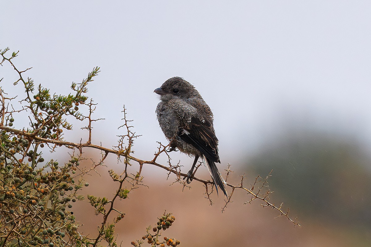 Southern Fiscal - ML638337572