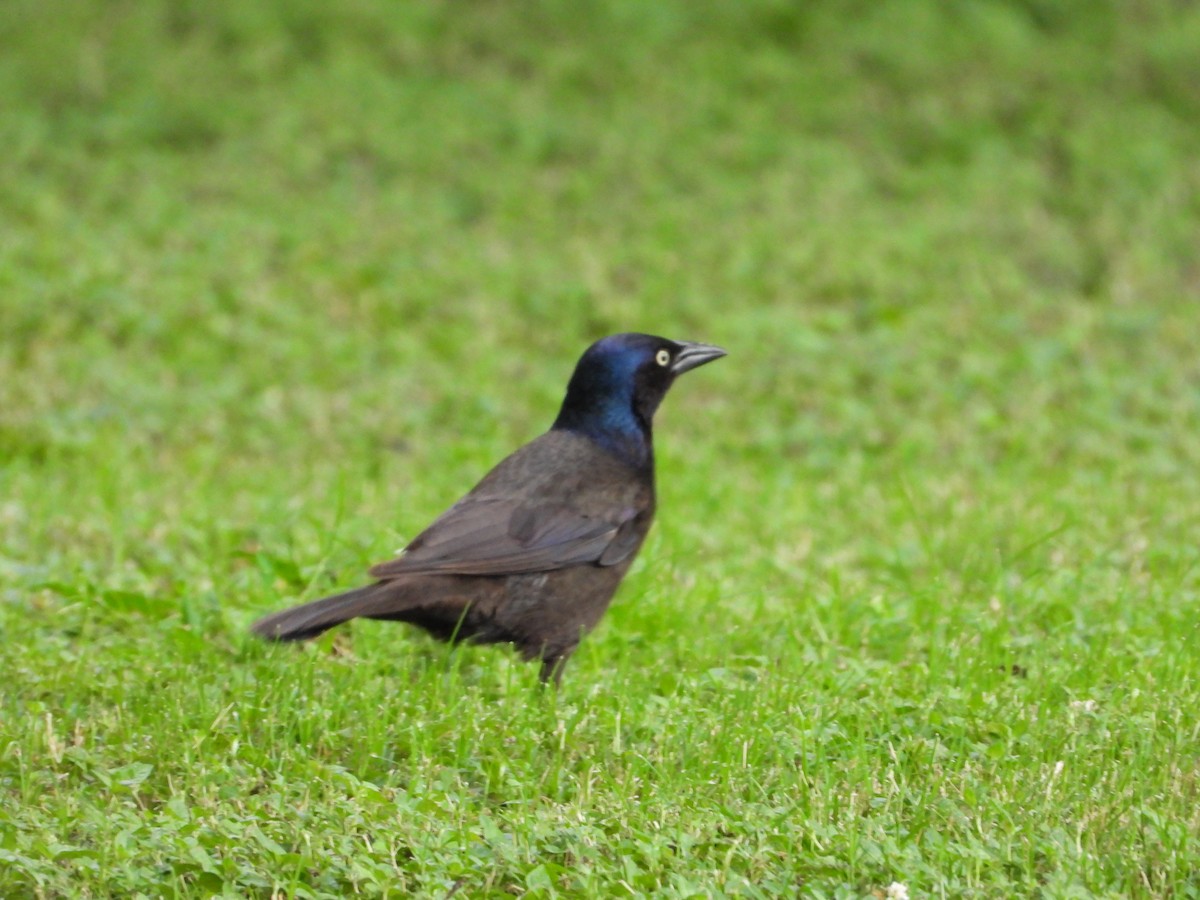 Common Grackle - ML638337583