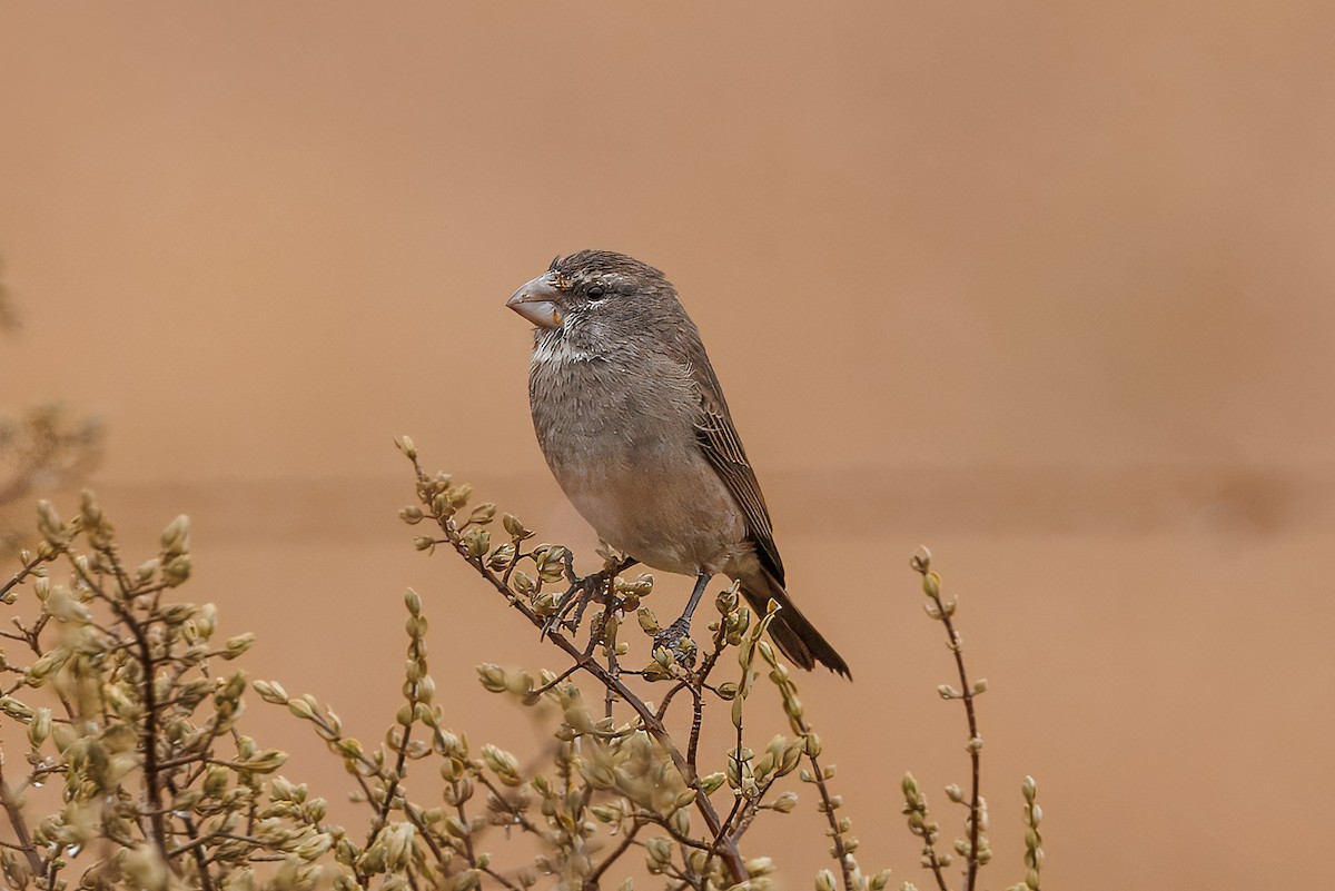 White-throated Canary - ML638337597