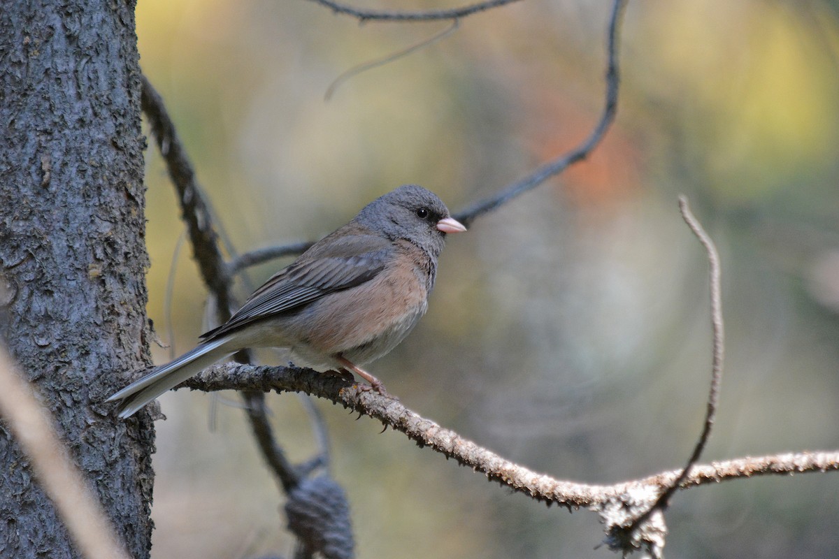 Dark-eyed Junco - ML638337599