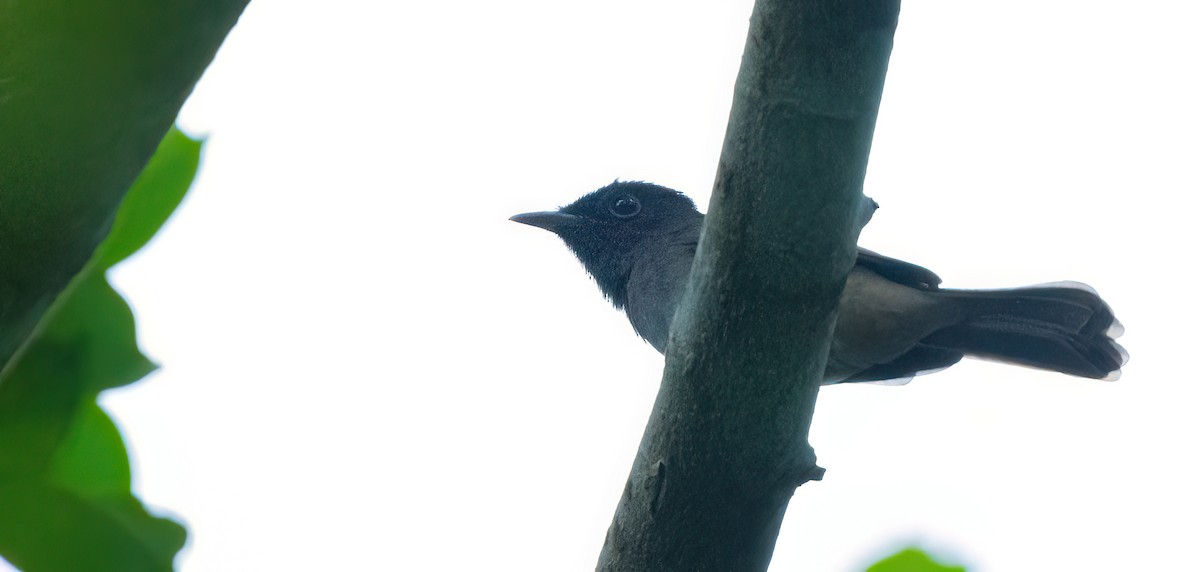 Black Paradise-Flycatcher (Philippines) - ML638337612