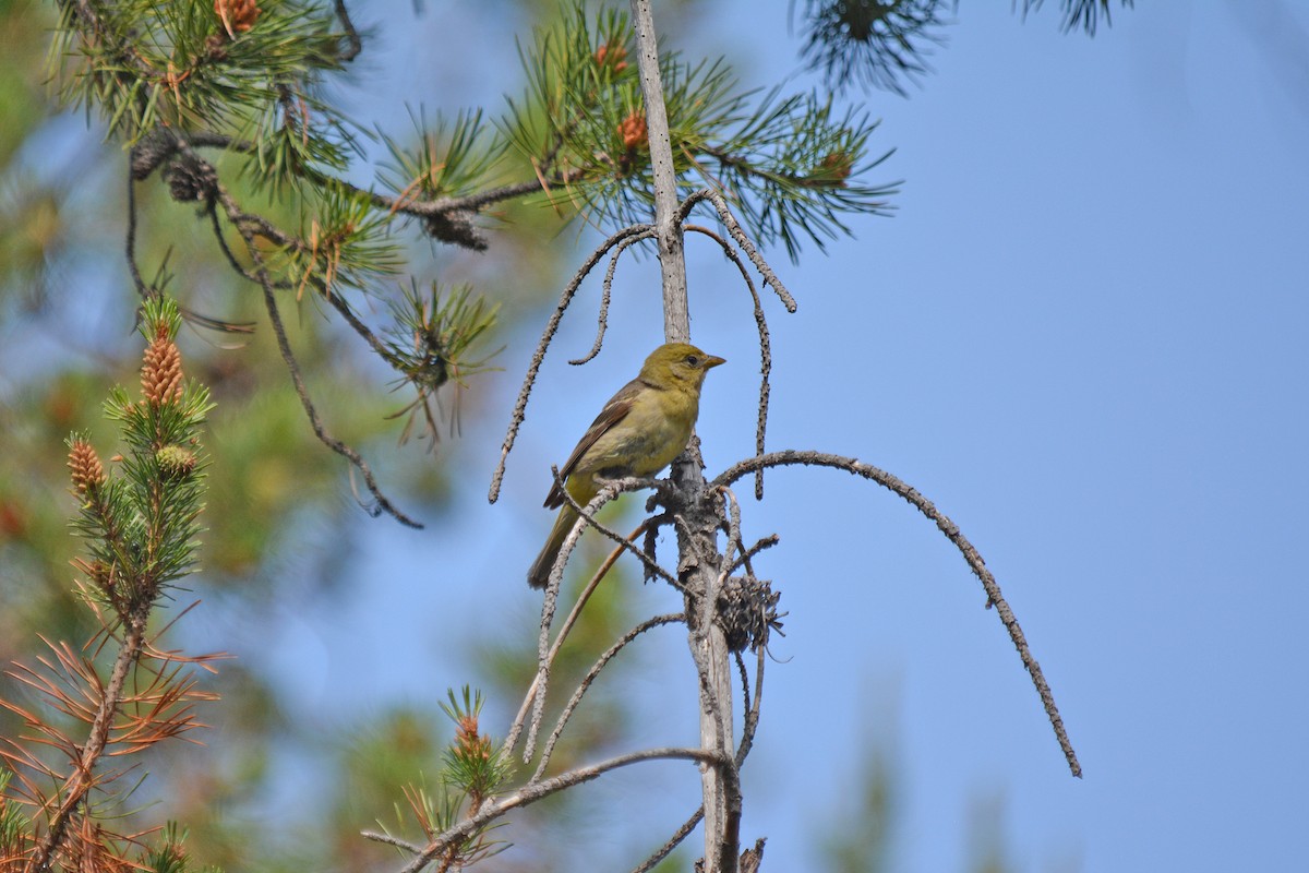 Western Tanager - ML638337613