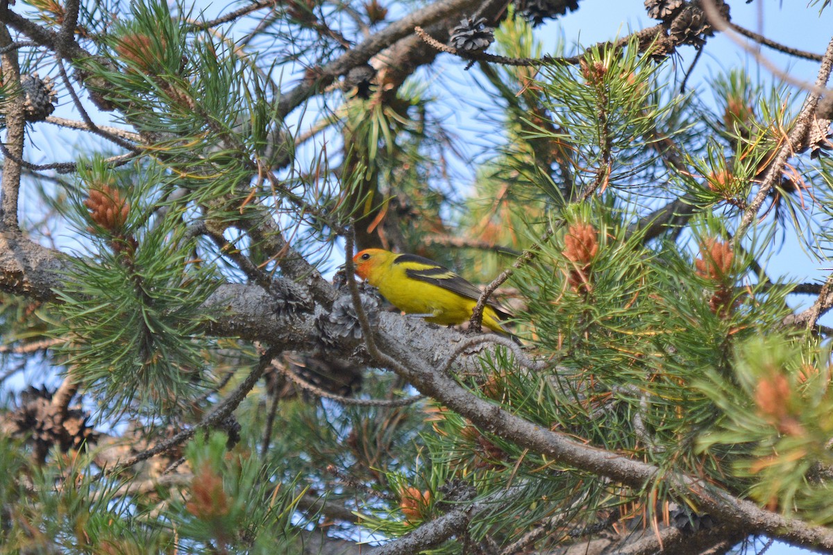Western Tanager - ML638337614