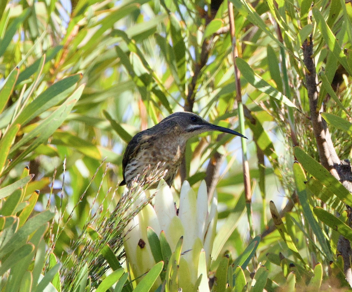 Cape Sugarbird - ML638337615