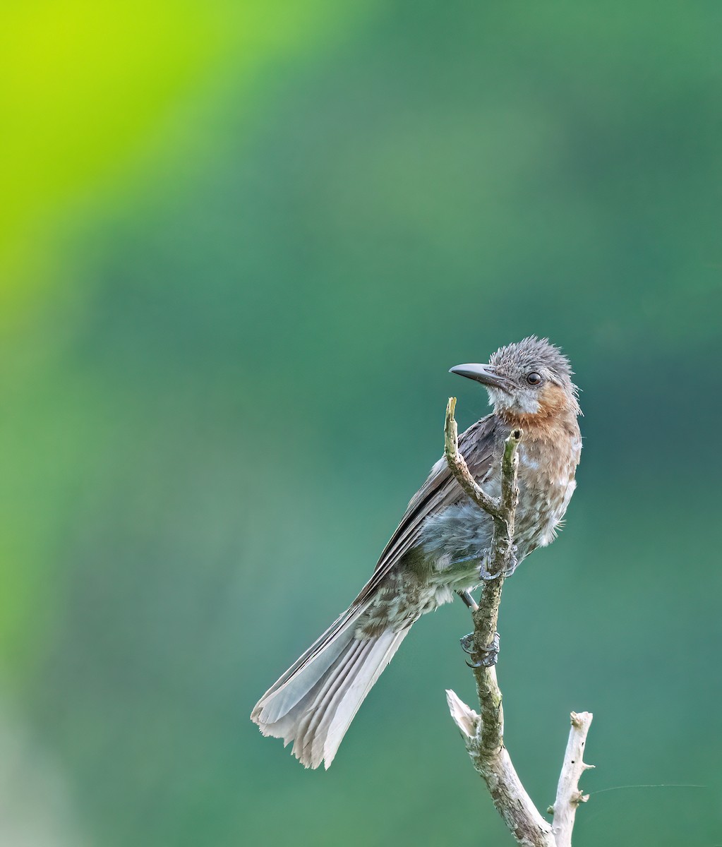 Brown-eared Bulbul - ML638337626