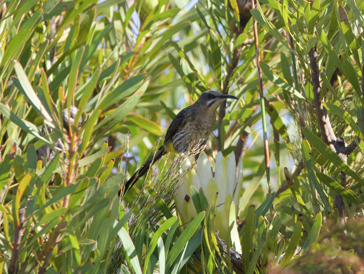 Cape Sugarbird - ML638337634