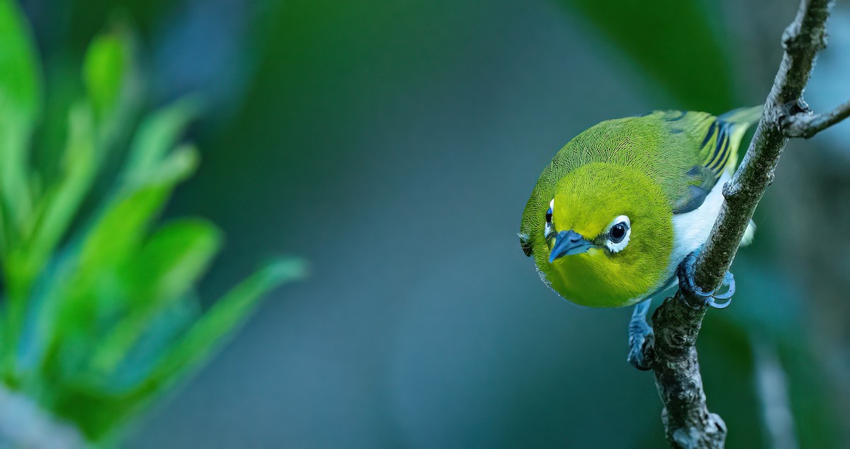 Lowland White-eye - ML638337640