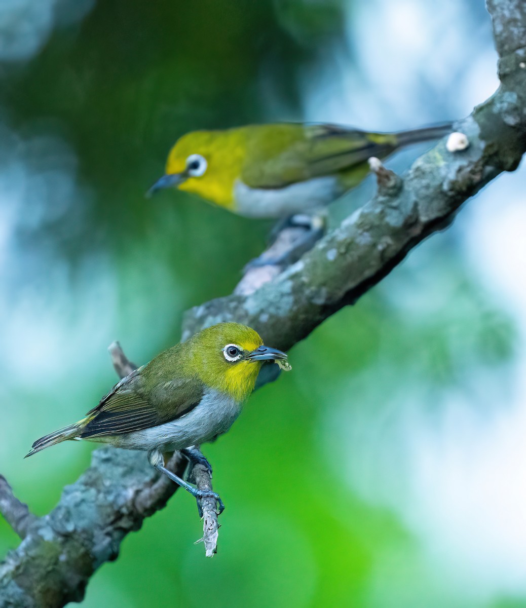 Lowland White-eye - ML638337641