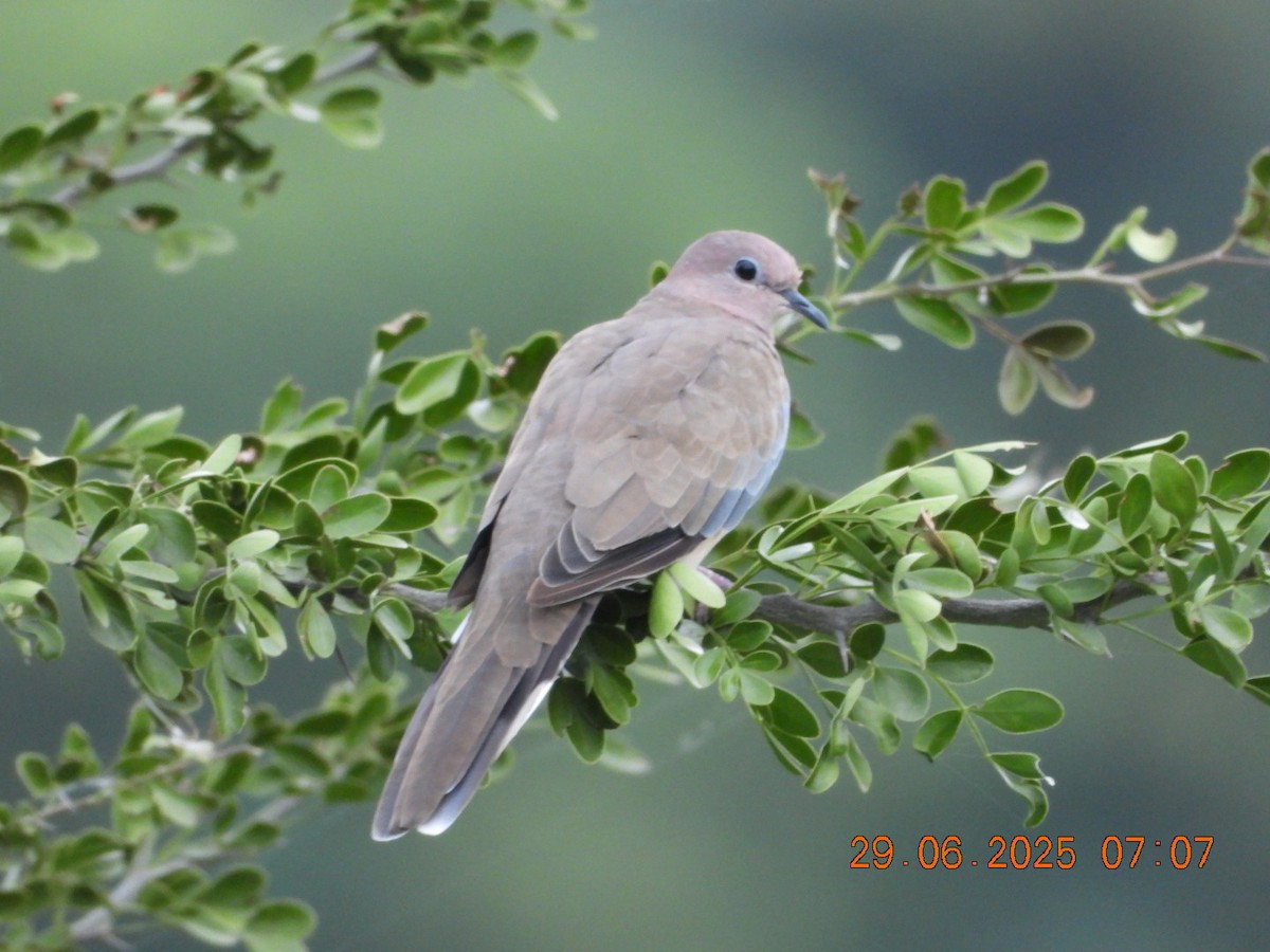 Laughing Dove - ML638337666