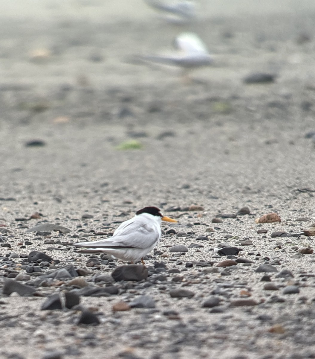 Least Tern - ML638337677