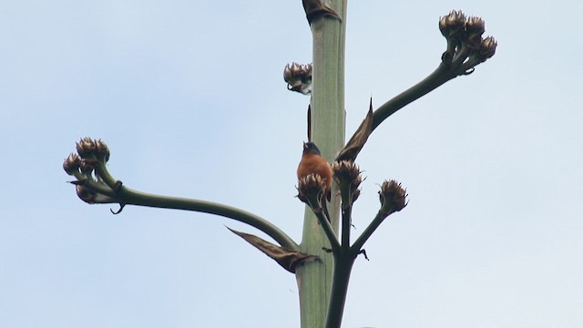 Cinnamon-bellied Flowerpiercer - ML638337687